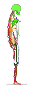 A new geometry transforms the extensor system in a spring loaded mechanism