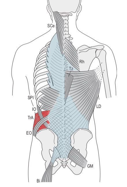 ThoracoLumbarFascia_TransversisAbdominis_b_1