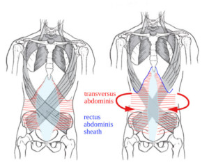 Adjustment on length at the front leads to an adjustment of width at the back of the torso