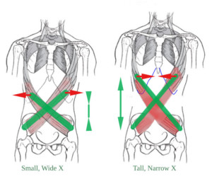 Topological effects of lengthening the torso