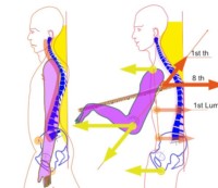 Diagram showing a disassociation between the movement of the upper and middle torso relatively to the arm.