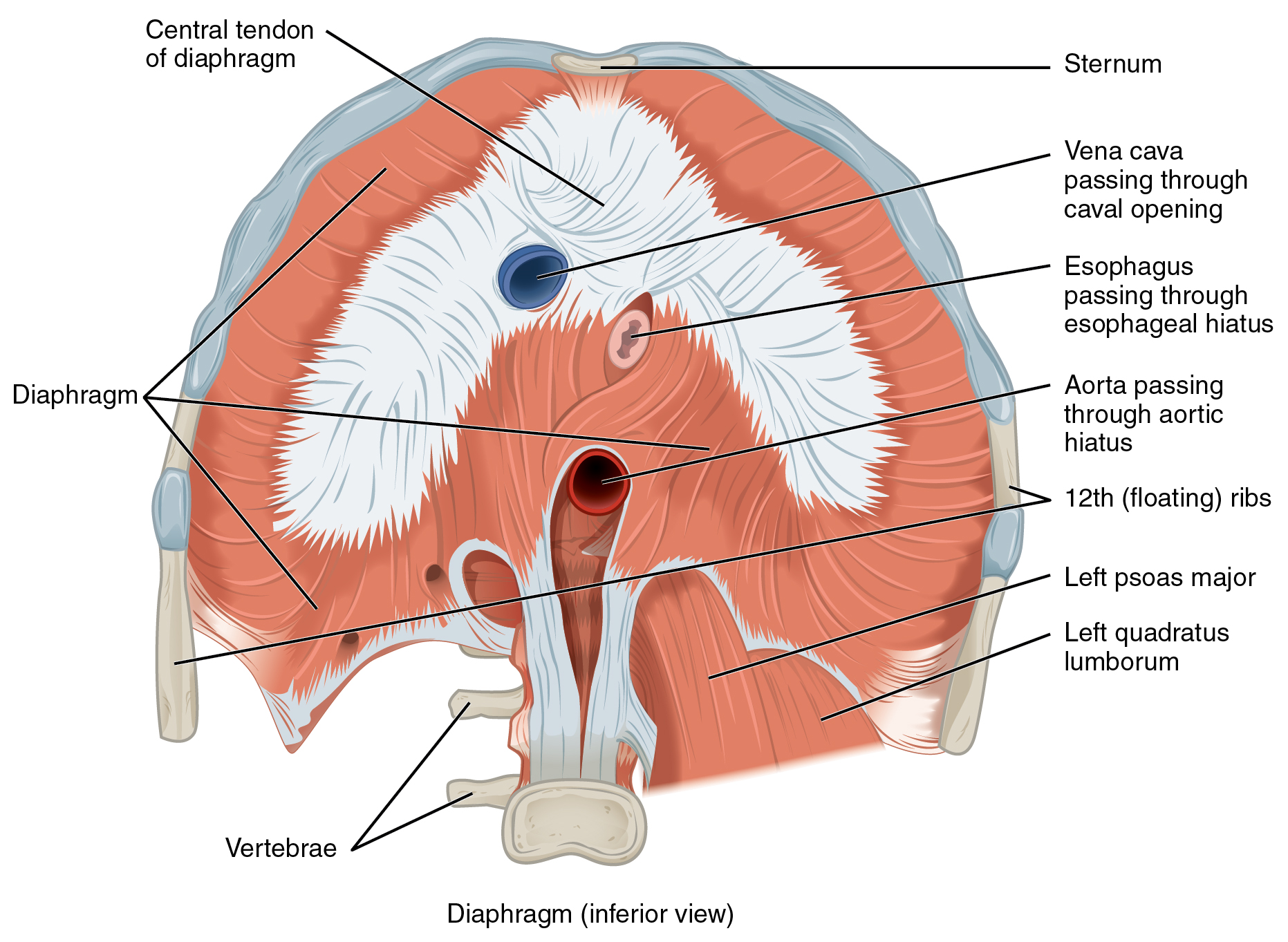 DiaphragmFrontalViewBelow understanding the diaphragm length condition